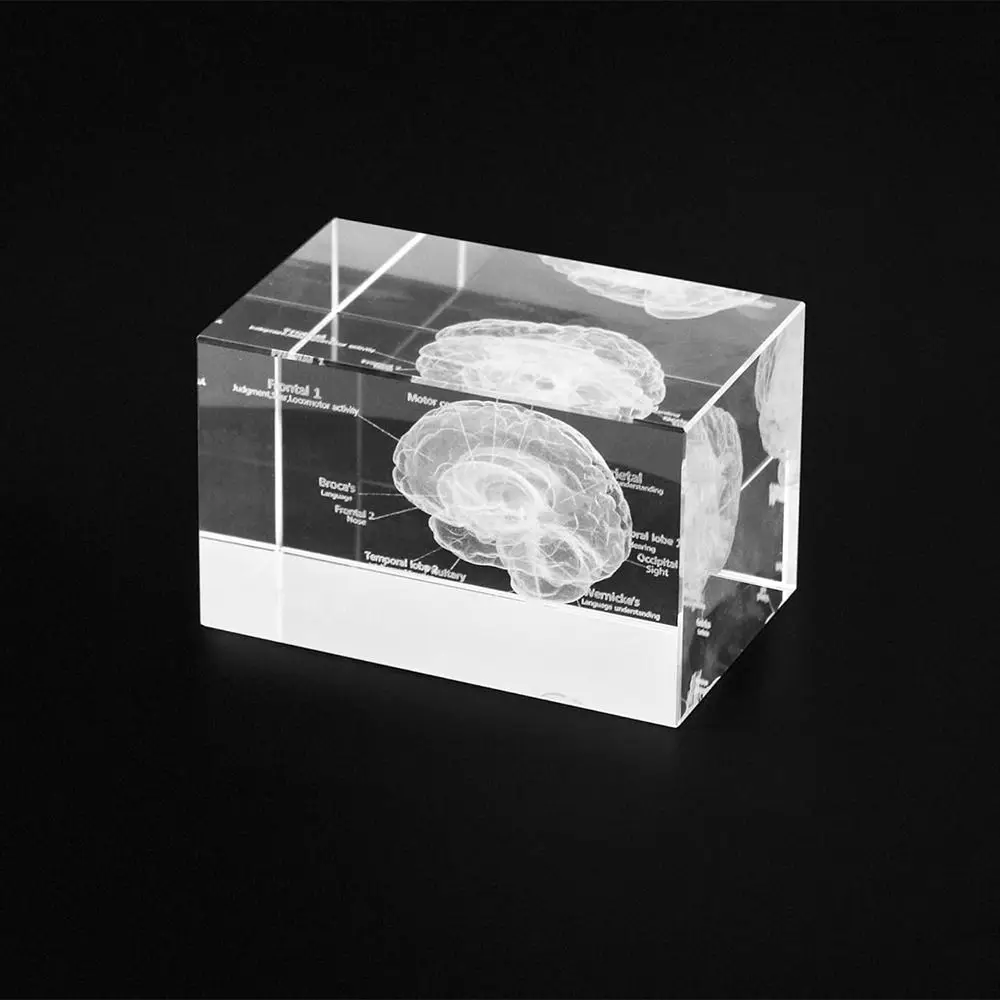 Clear 3D Human Brain Portable Crystal Glass Cube Neurology Gifts Home&Office Decoration