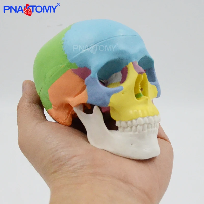 Colored Mini Skull Model Detachable 3 Parts Human Anatomical Tool Teaching Resources Medical Gift Educational Equipment Anatomy