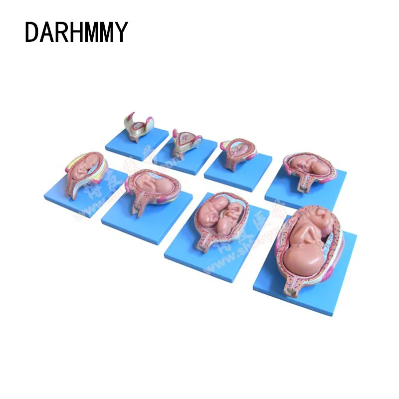 DARHMMY Pregnancy Embryo Development Model,Gynecological Fetal Education,Baby Fetal Development Process